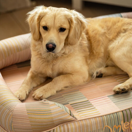 A miniature Golden retriever relaxing in the pawsteps natural bolster dog bed