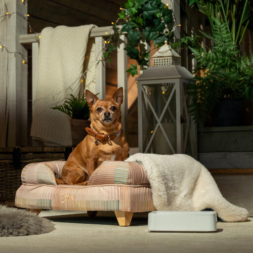 A chihuahua relaxing in the pawsteps natural bolster dog bed