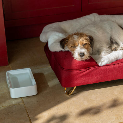 Dog sleeping on his bolster dog bed