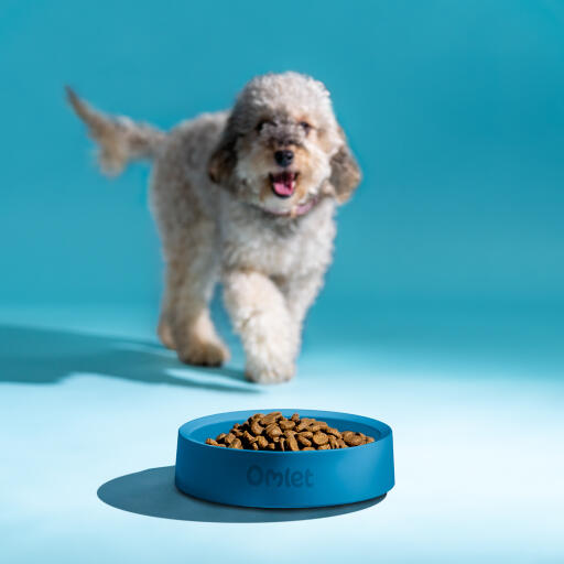 Dog approaching a dog bowl with food in colour storm