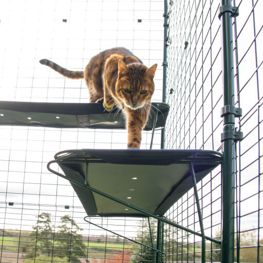 cat climbing onto blue outdoor cat shelf in catio outdoor run