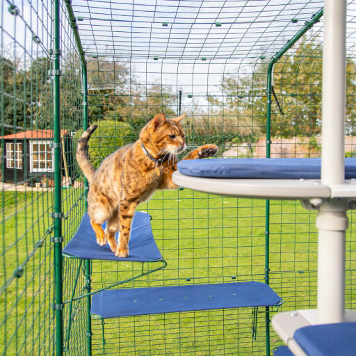 cat standing on blue outdoor cat shelf in catio outdoor run with drainage holes visible