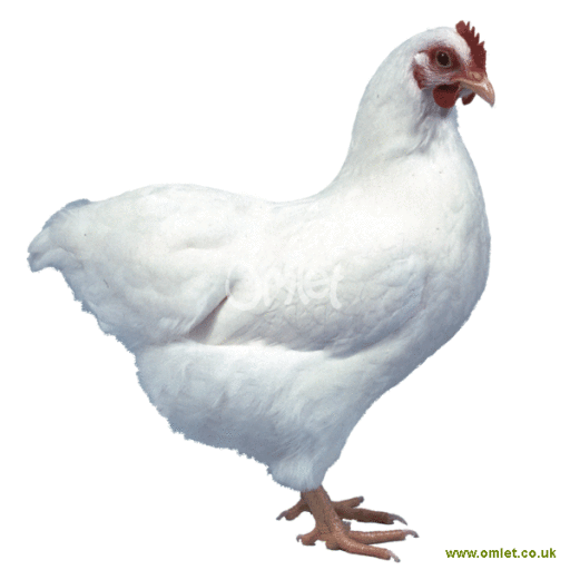 Bantam white female