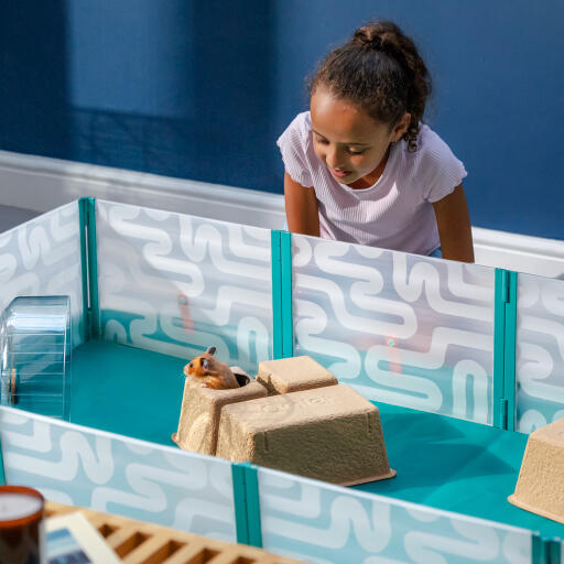 A child watching a hamster playing in a playpen
