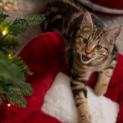 Kitten in the Omlet christmas cat bed