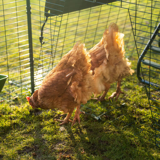 Chickens pecking the ground in an outdoor run
