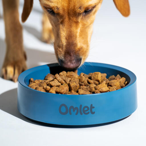 Retriever eating out of an Omlet dog bowl in colour storm