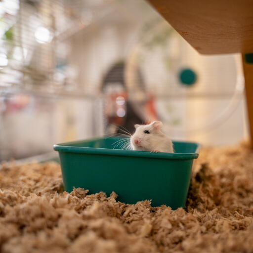 Hamster Sand Bath Omlet