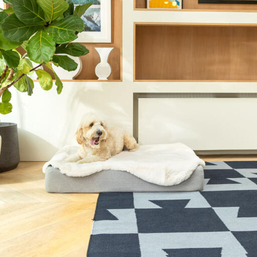 Dachshund laying down on Omlet Topology dog bed with sheepskin topper