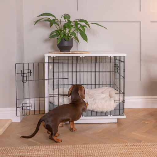 Dachshund climbing into Omlet Fido Studio dog crate furniture