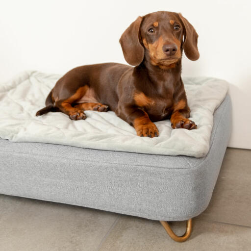 Sausage dog bed sale