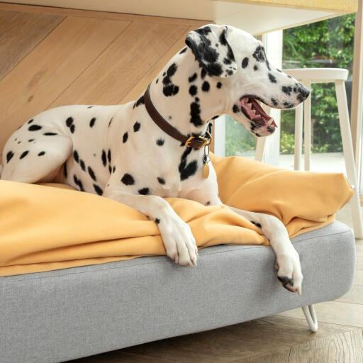 Small dog bean bag best sale