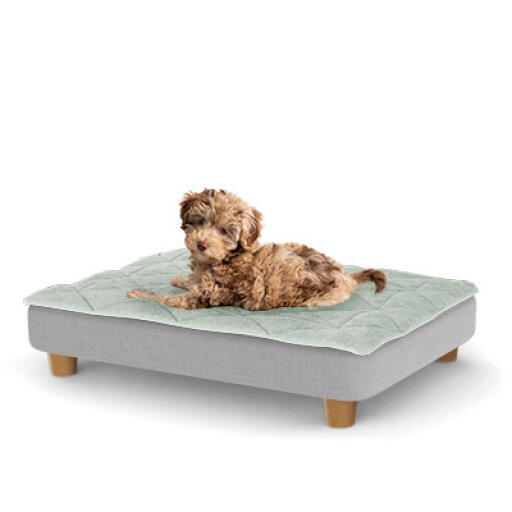 A puppy resting on the small Topology puppy bed with round wooden feet
