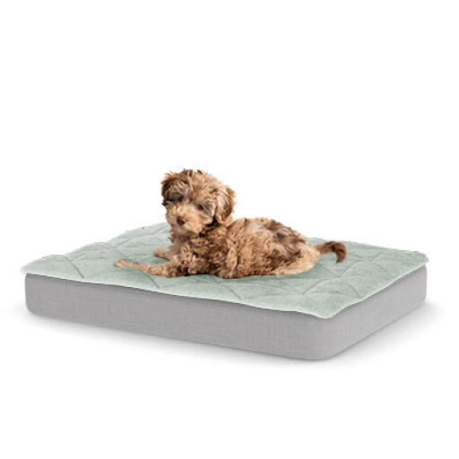 A puppy resting on the small Topology puppy bed