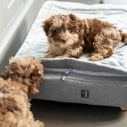 Two puppies playing on the Topology puppy bed with quilted topper