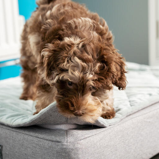 A puppy biting the Topology puppy bed with quilted topper