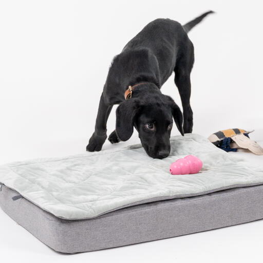 A puppy playing with a toy on the Topology puppy bed with quilted topper