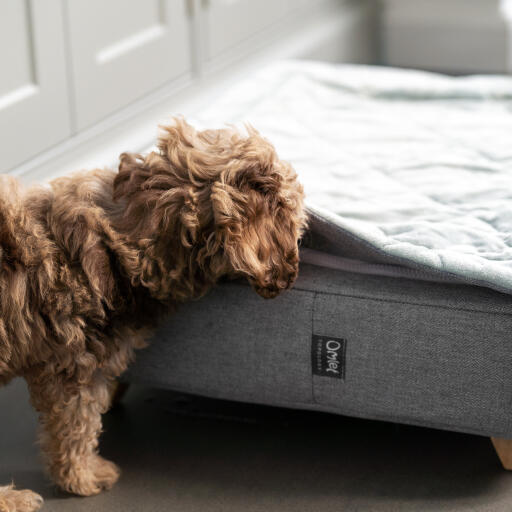 A puppy sniffing the Topology puppy bed with quilted topper