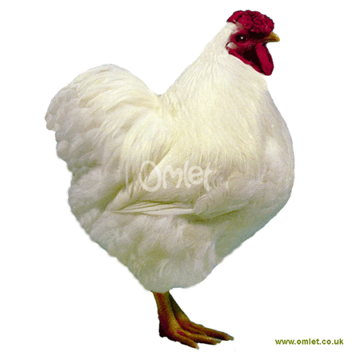 Bantam white male