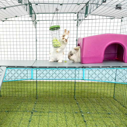 Rabbit Zippi platform pink shelter eating from Caddi rabbit treat holder