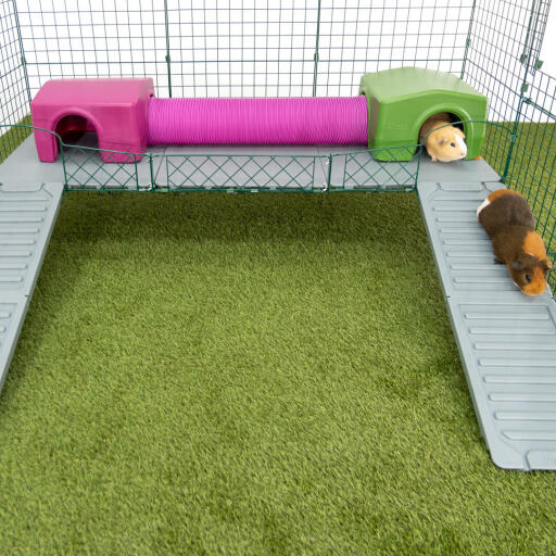 Guinea pigs in run with ramp, tunnel and guinea pig shelters