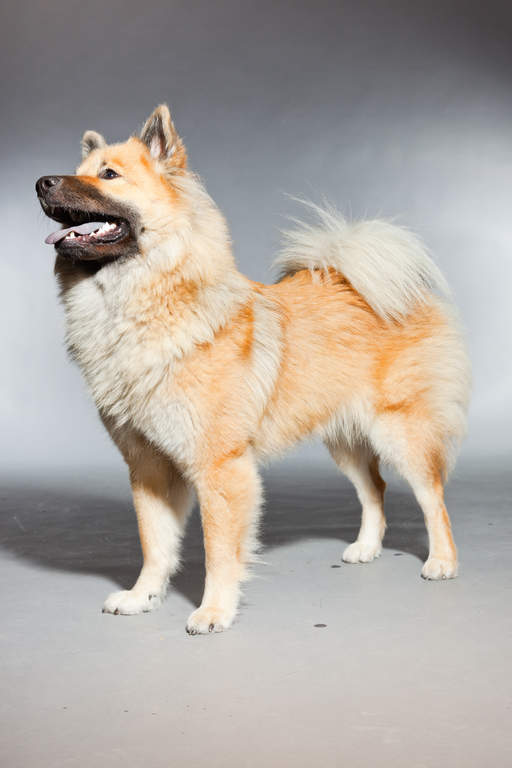 Eurasier Dogs Dog Breeds
