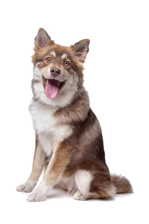 Finnish Lapphund Dogs Breed Information Omlet