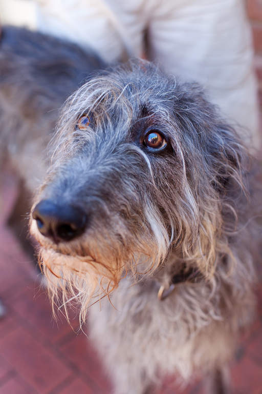 skotsk deerhound