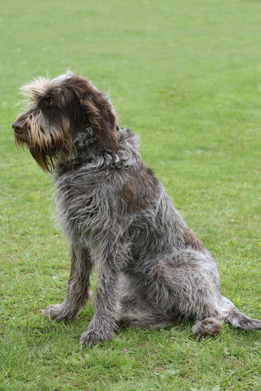 Spinone italiano italian dog breeds sales