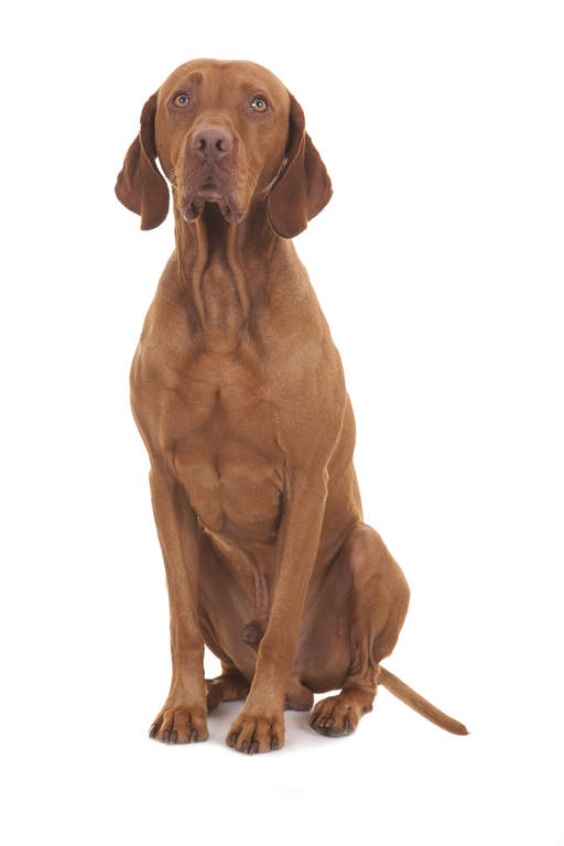 Vizsla Dogs Breed Information Omlet