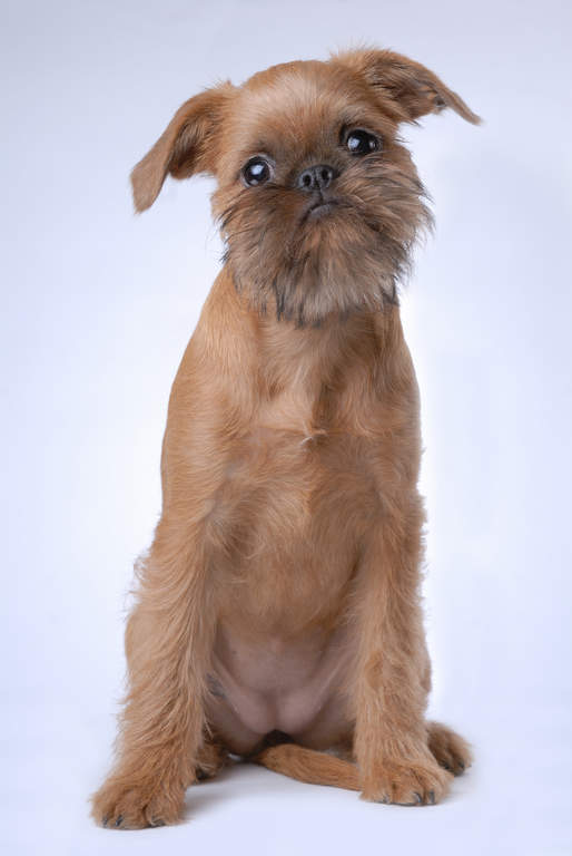 Brussels Griffon Dogs Breed Information Omlet