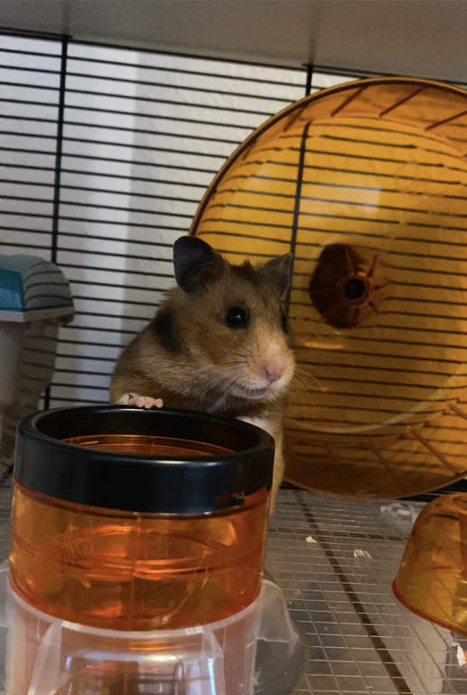 omlet white qute gerbil and hamster cage with storage