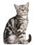 A pretty grey tabby british shorthair