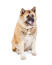 An adult akita with pricked ears and a cute wet nose