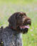 A close up of a german wirehaired pointer's beautiful beard