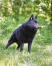 The wonderful schipperke standing very sternly, ready for its next command