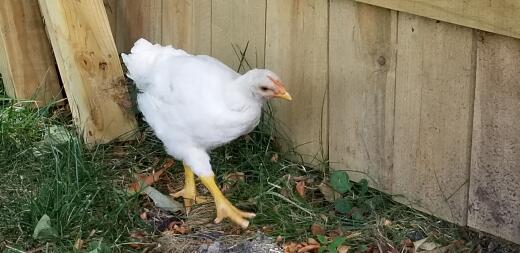 Miss thang  the chicken.