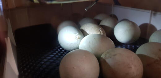 Cayuga eggs hatching  - breeder J.M Williams 