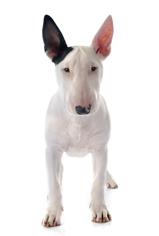 kerry bull terrier