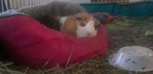A guinea pig taking a nap.