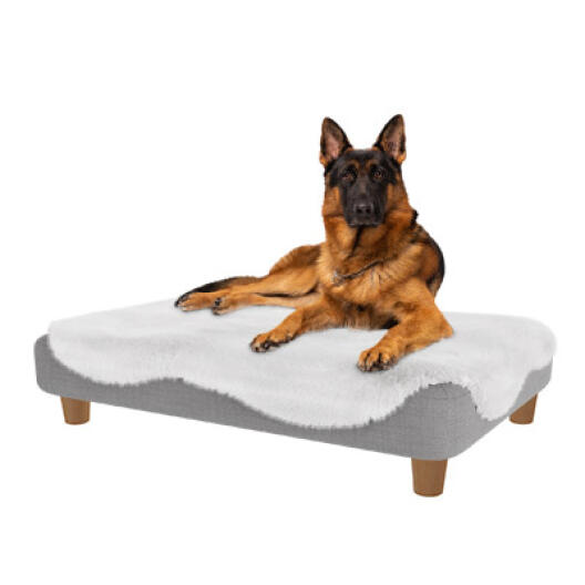 Luxury dog beds - Topology