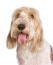 The lovely face of a basset griffon vendeen petit with his tongue out