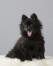 A young black german spitz (klein) ready for a game