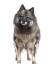 A young keeshond standing tall, showing off its pointed ears and soft, thick coat