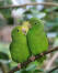 Two blue winged parrotlets perched on a branch