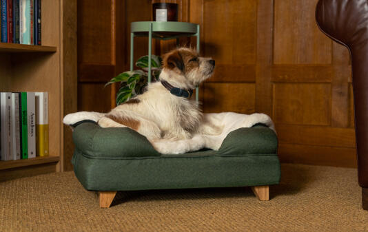 Terrier on green bolster bed with sheepskin blanket