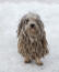 A komondor with a wonderful long coat, playing in the Snow