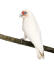 A lovely little corella perched on a branch