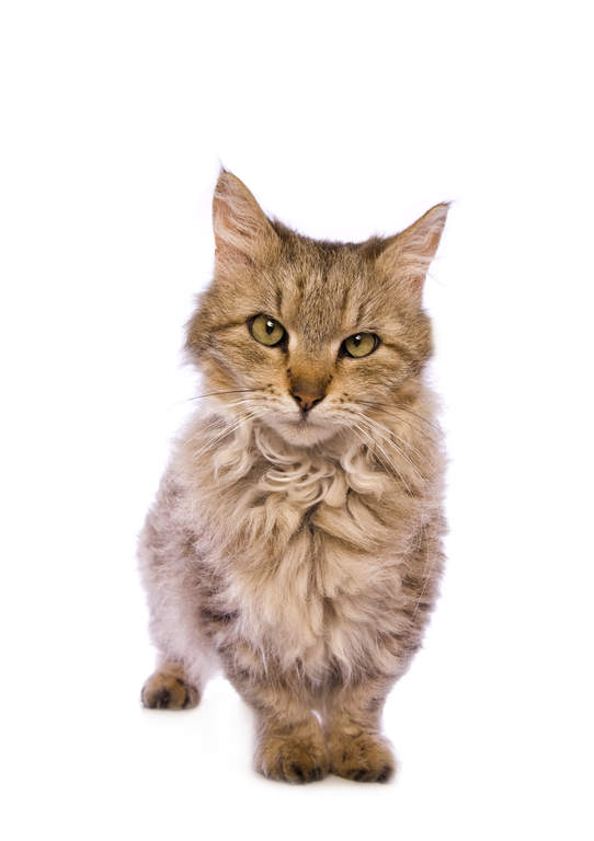 Skookum Cats | Cat Breeds