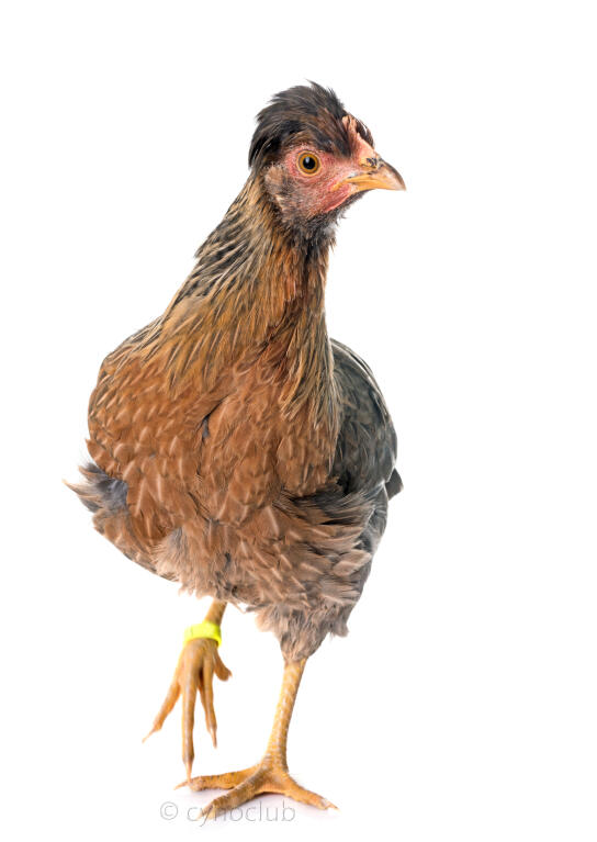 Legbar Chickens Legbar For Sale Chicken Breeds